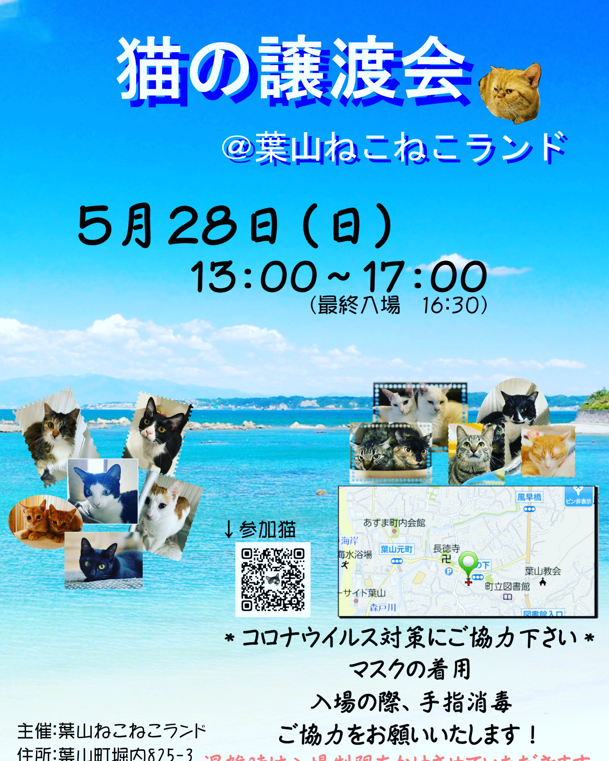 子猫だらけの保護猫譲渡会