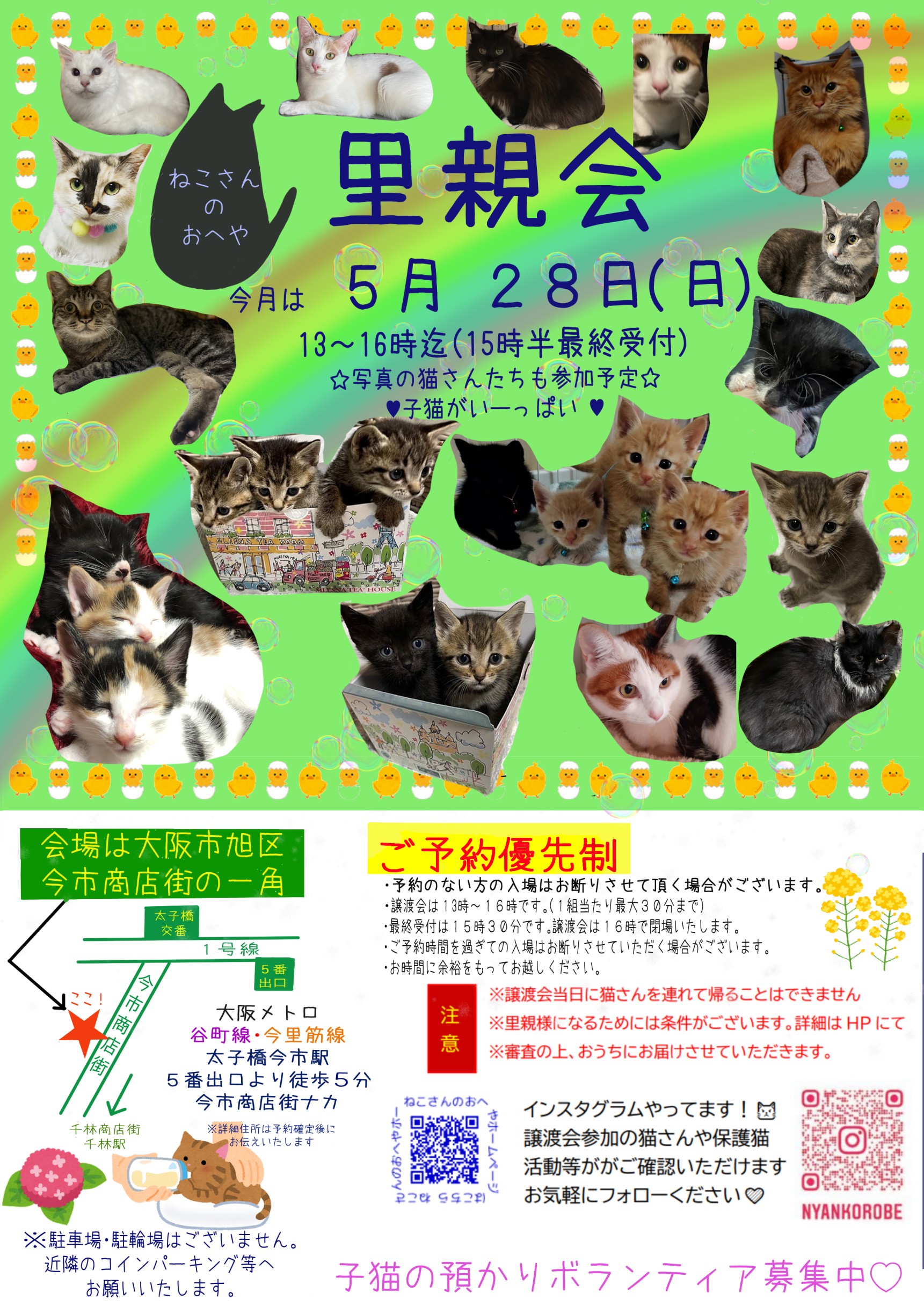 子猫だらけの里親会