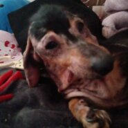 12歳のミニチュアダックス（女の子）