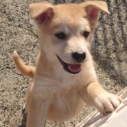 香川県【保健所レスキュー】優しい毛色の ぼうろちゃん