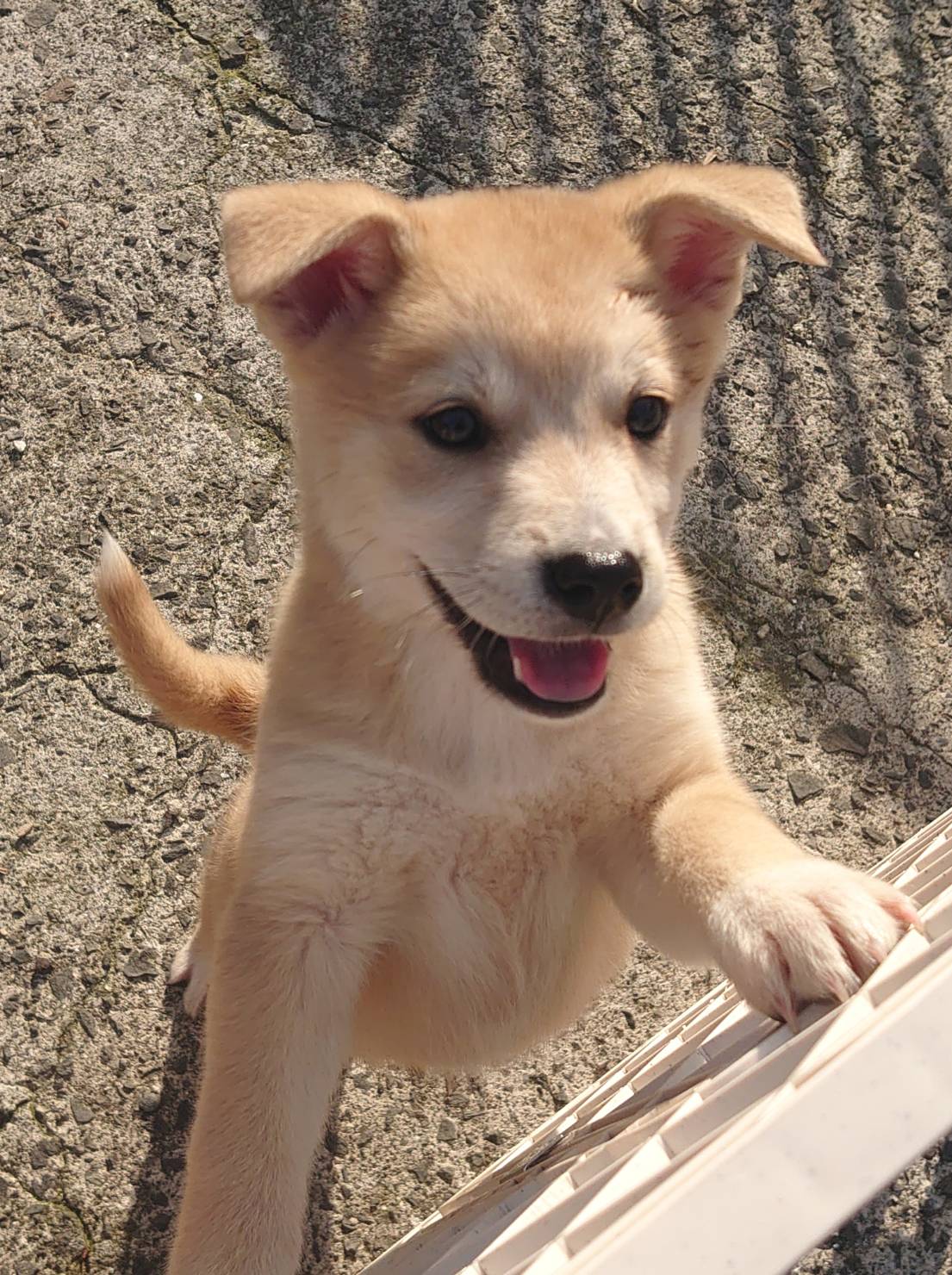 香川県【保健所レスキュー】優しい毛色の ぼうろちゃん