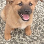 香川県【保健所レスキュー】ちょっと鼻黒の けんぴくん