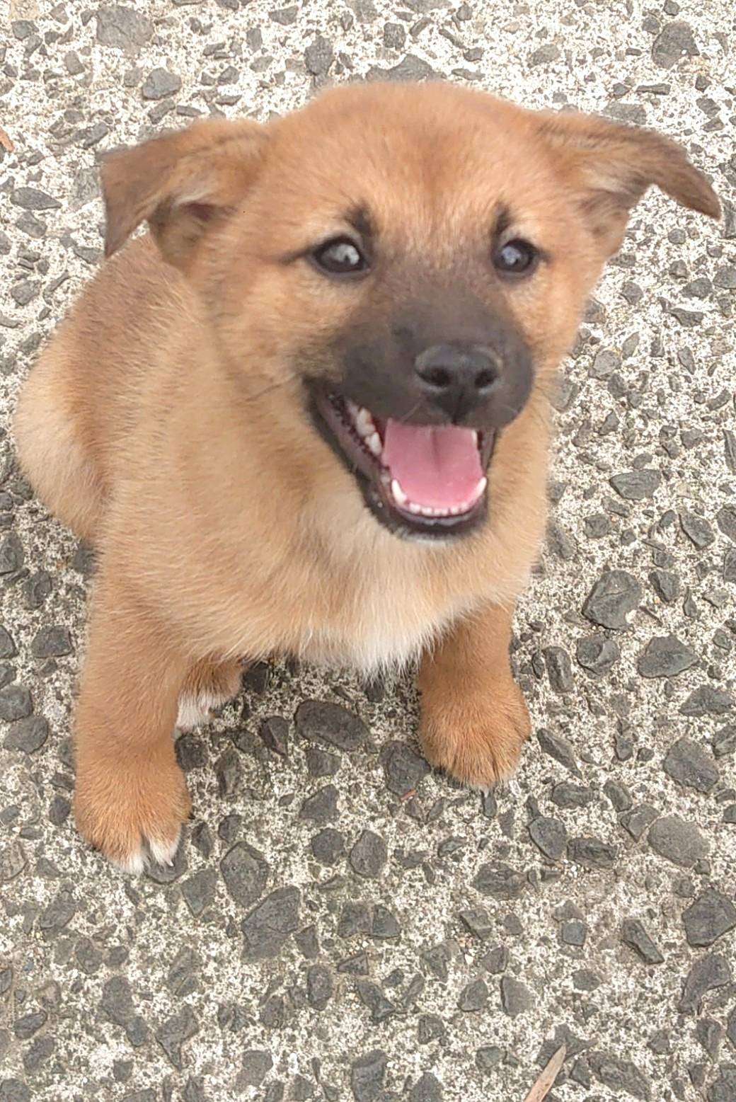 香川県【保健所レスキュー】ちょっと鼻黒の けんぴくん