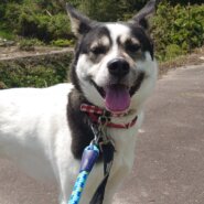 香川県【飼い主飼育放棄ワンコ】凛々しい ココちゃん