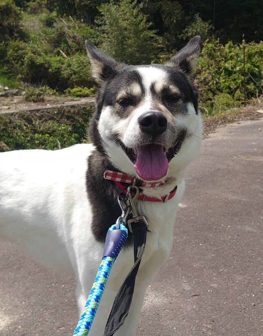 香川県【飼い主飼育放棄ワンコ】凛々しい ココちゃん