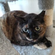 おっとりしとやかなレディ！がんちゃん♪