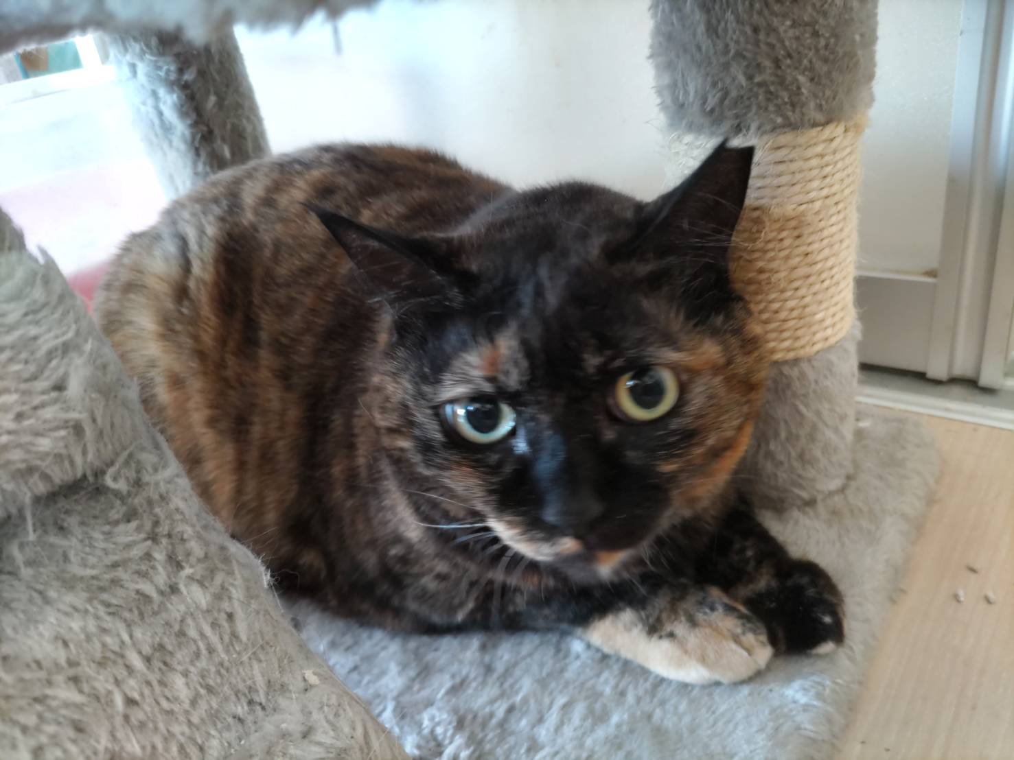 おっとりしとやかなレディ！がんちゃん♪