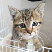 2023年5月11日入所のキジトラの男の子