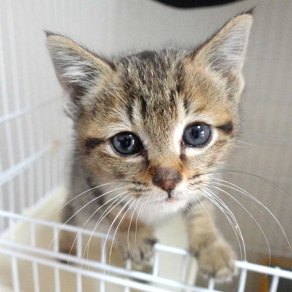 2023年5月11日入所のキジトラの男の子