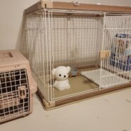 【短期】わんちゃん（7kgまで）預かります！