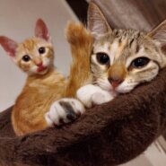 キジトラ生後3ヶ月の子猫ちゃん