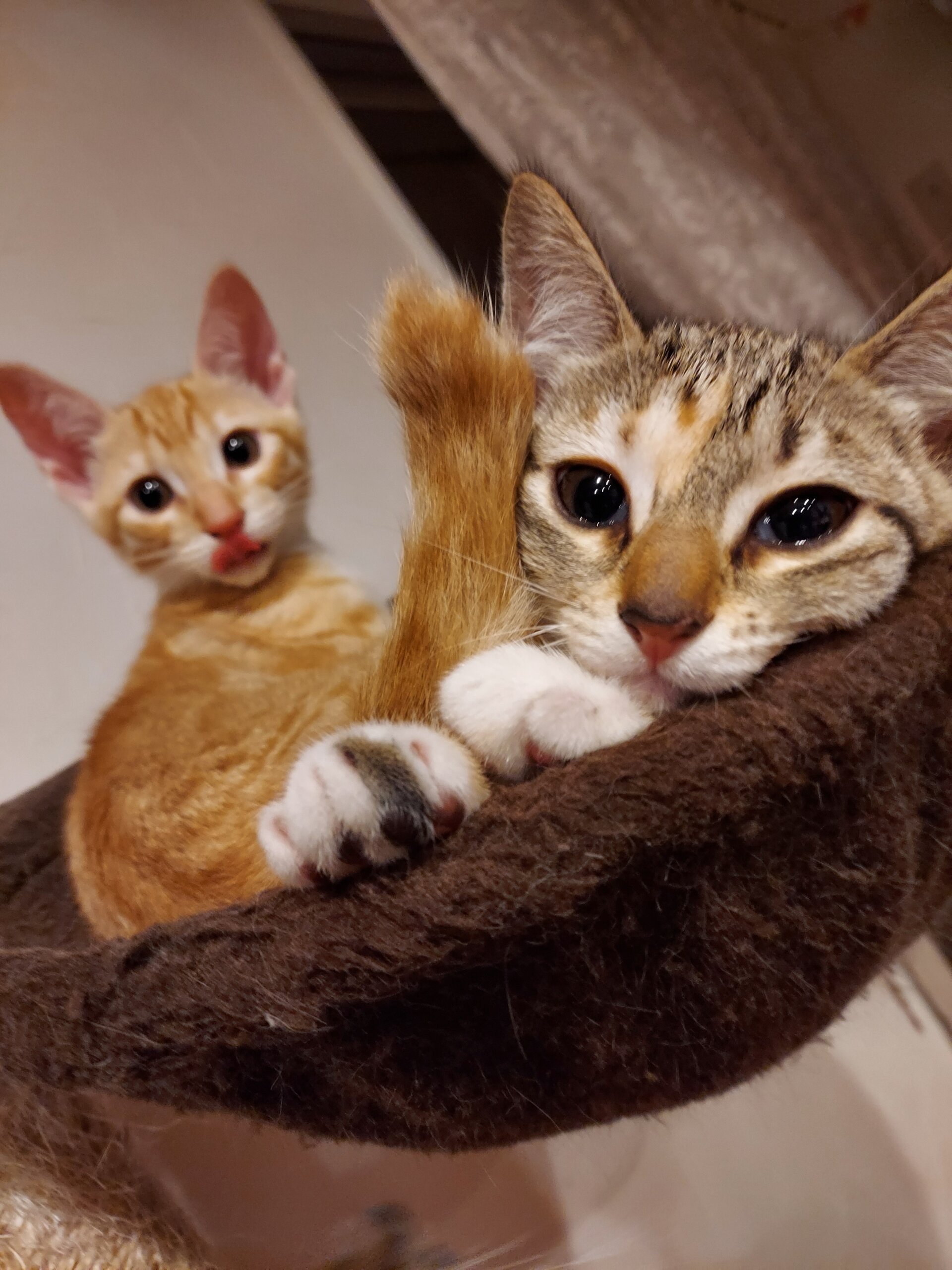 キジトラ生後3ヶ月の子猫ちゃん