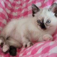 ボンネットから救出！シャム系MIXの女の子☆