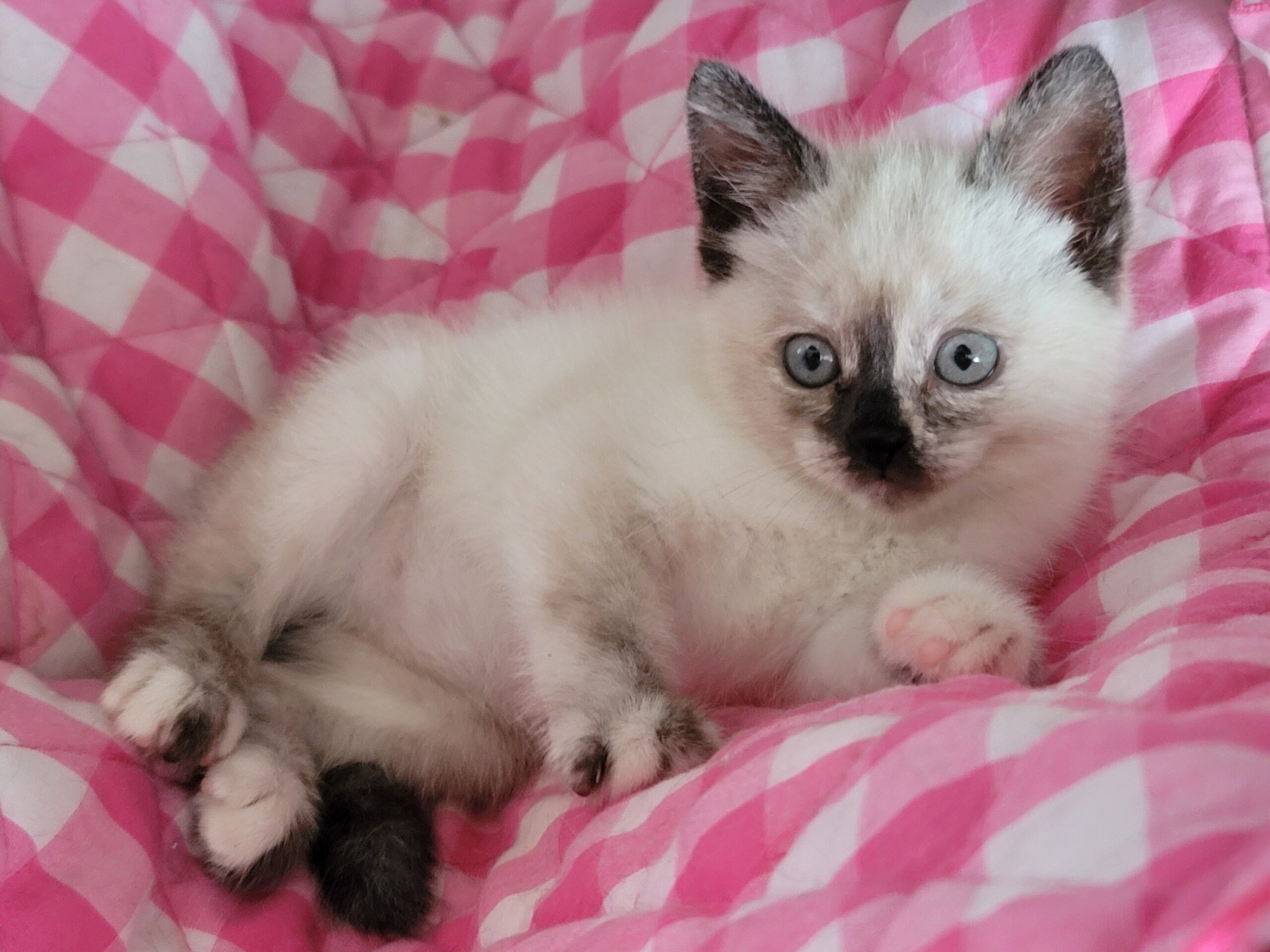 ボンネットから救出！シャム系MIXの女の子☆