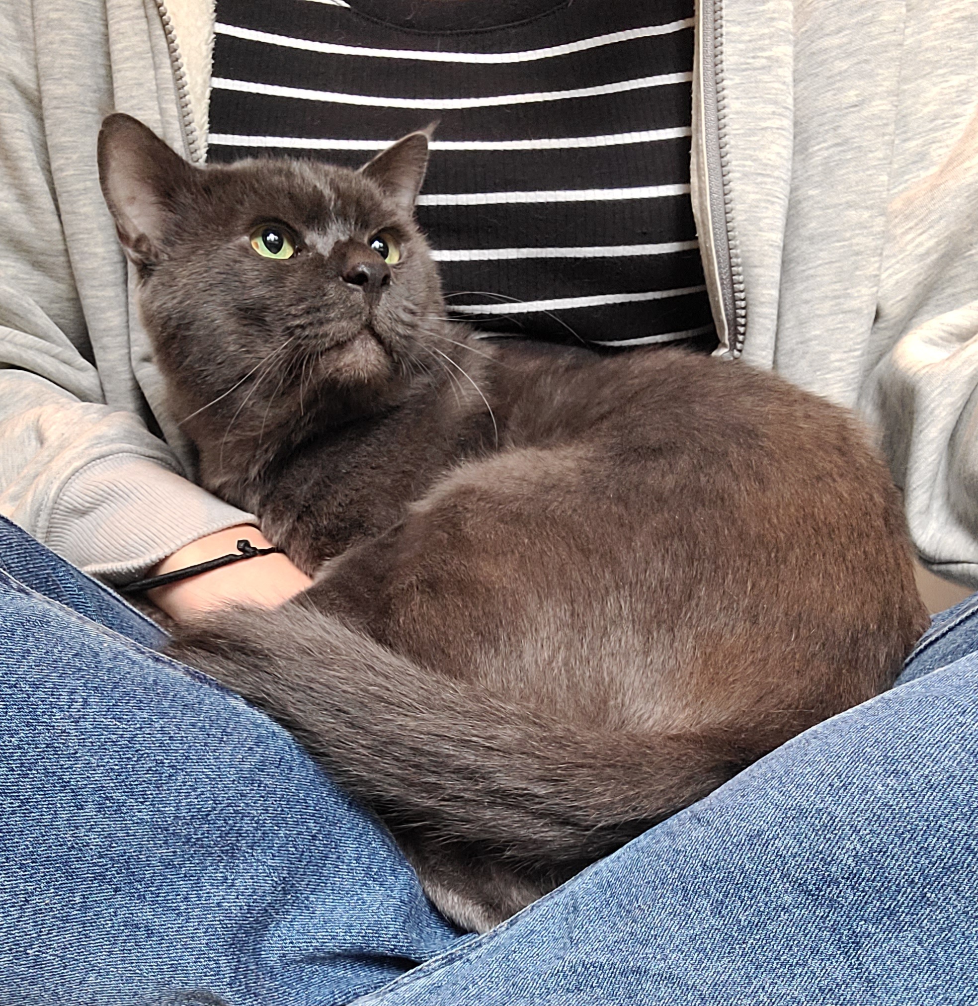 多頭飼育崩壊出身！ロシアンブルー系☆BIG猫☆