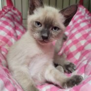 多頭飼育崩壊☆シャム系MIX★イケメンです！