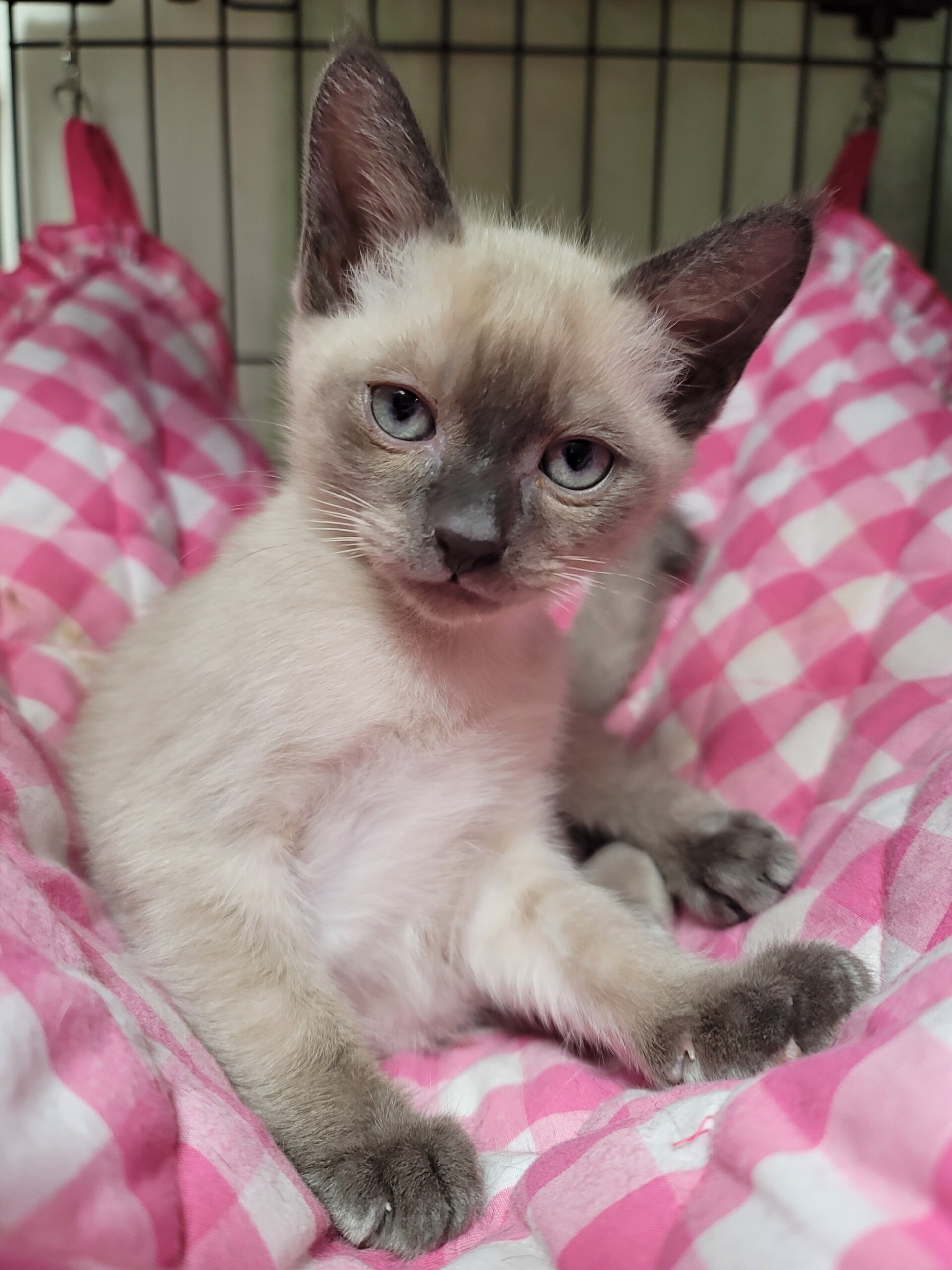 多頭飼育崩壊☆シャム系MIX★イケメンです！