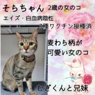 そらちゃん、兄妹ペアでトライアル決定しました！