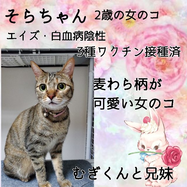 そらちゃん、兄妹ペアでトライアル決定しました！