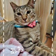 人慣ればっちり！かぎしっぽのアオくん