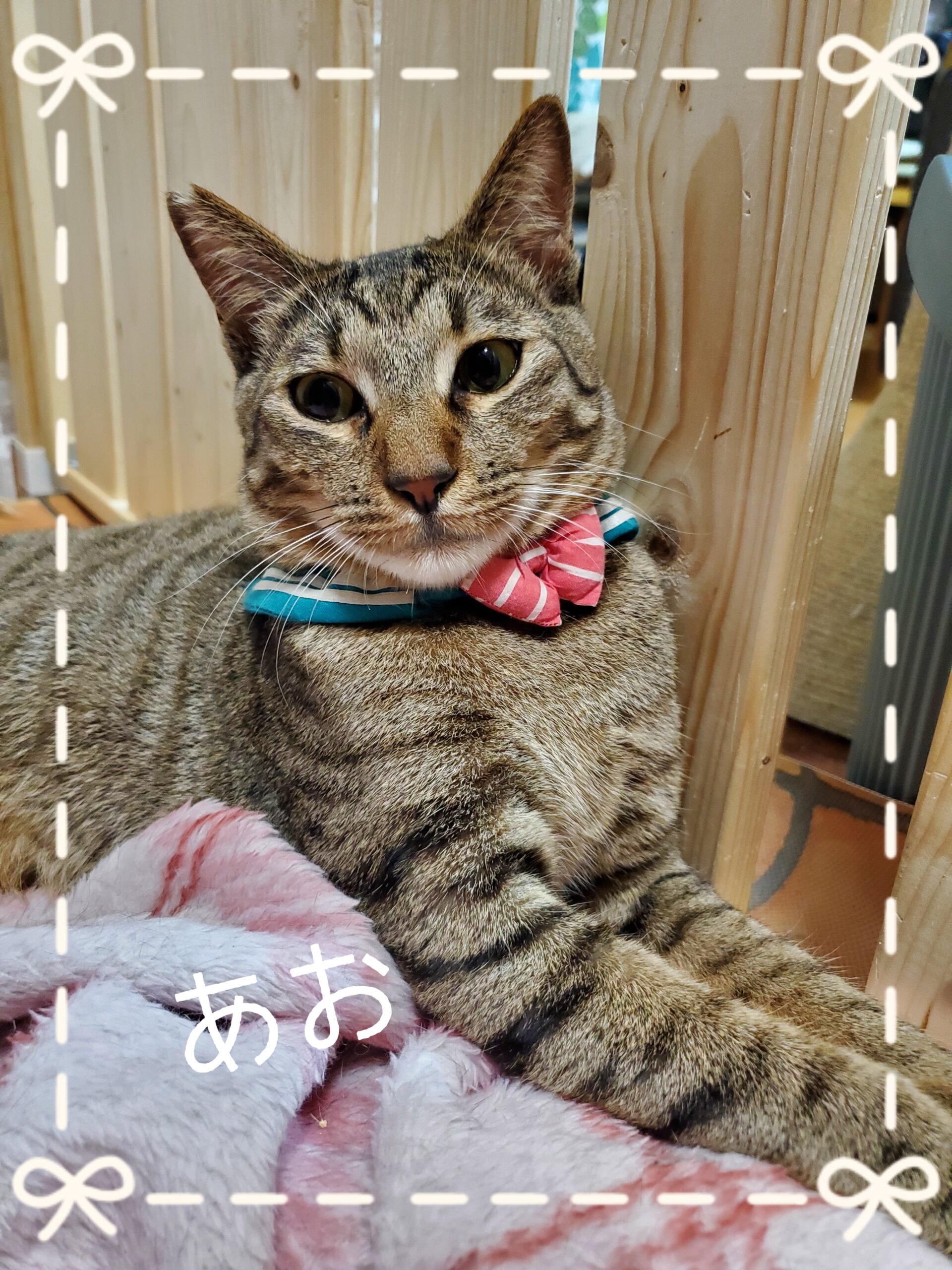 人慣ればっちり！かぎしっぽのアオくん