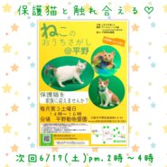 6/17ねこのおうちさがし＠平野