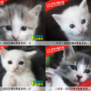 子猫まつり！子猫14匹・中猫6匹の譲渡会／愛知県みよし市