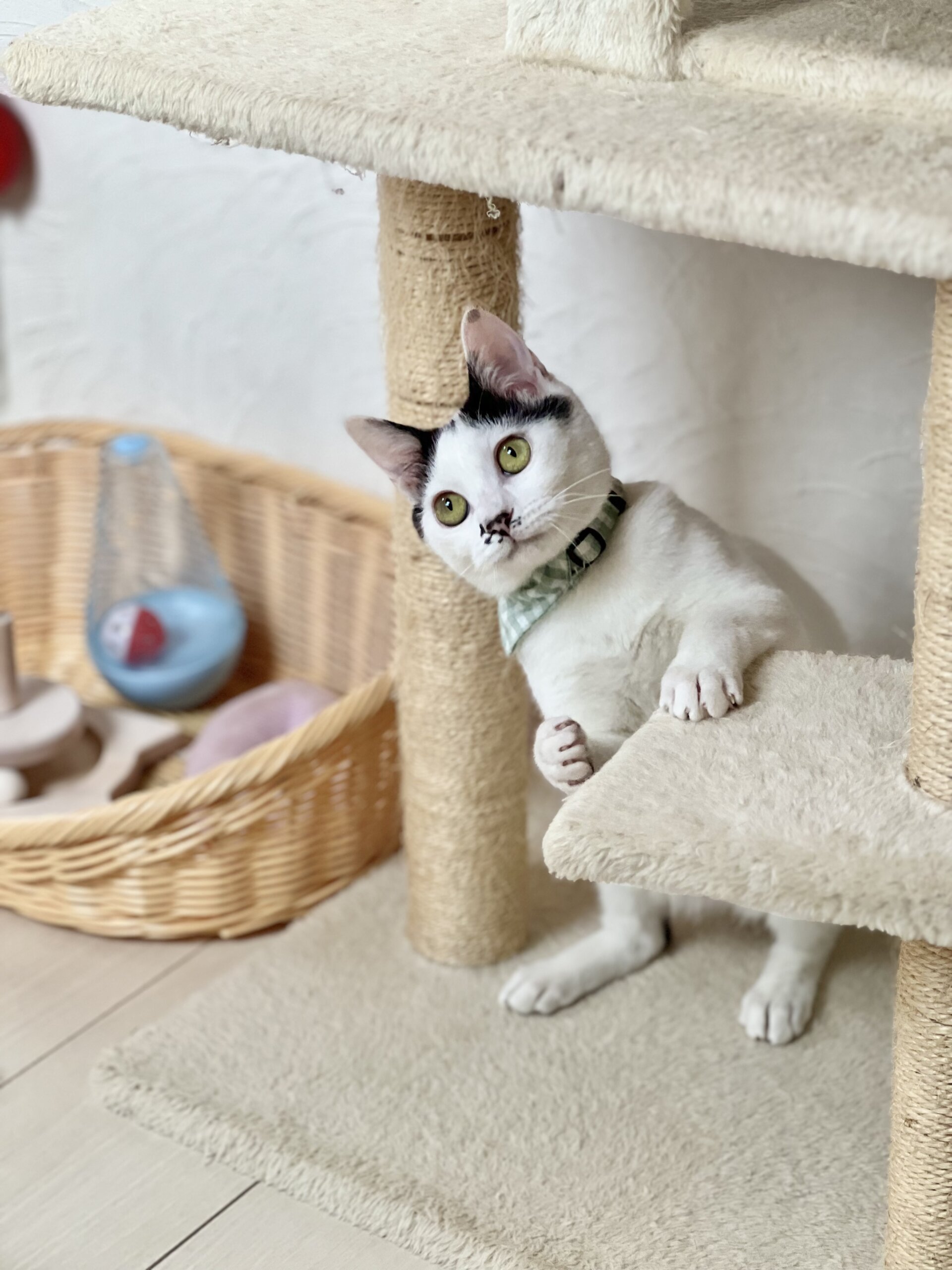 つくし里親決定♡