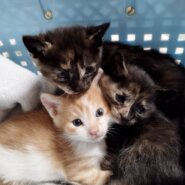 in春日井市☆保護猫たちの譲渡会2023年5月20日（土）～ 非営利団体「ちーむ にゃいんず」