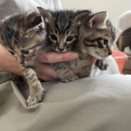 in瀬戸市☆保護猫たちの譲渡会2023年5月20日（土）～ 非営利団体「ちーむ にゃいんず」