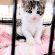 in瀬戸市☆子猫たちの譲渡会2023年6月3日（土）～ 非営利団体「ちーむ にゃいんず」