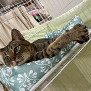 オシキャット☆丸顔が可愛い☆遊ぶの大好き☆とんきち