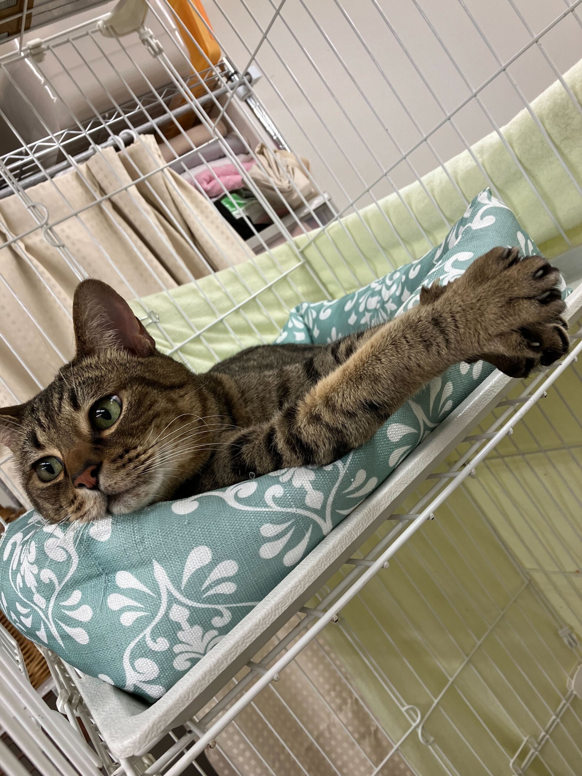 オシキャット☆丸顔が可愛い☆遊ぶの大好き☆とんきち