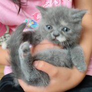 ブリティッシュショートヘア◇あんみつ