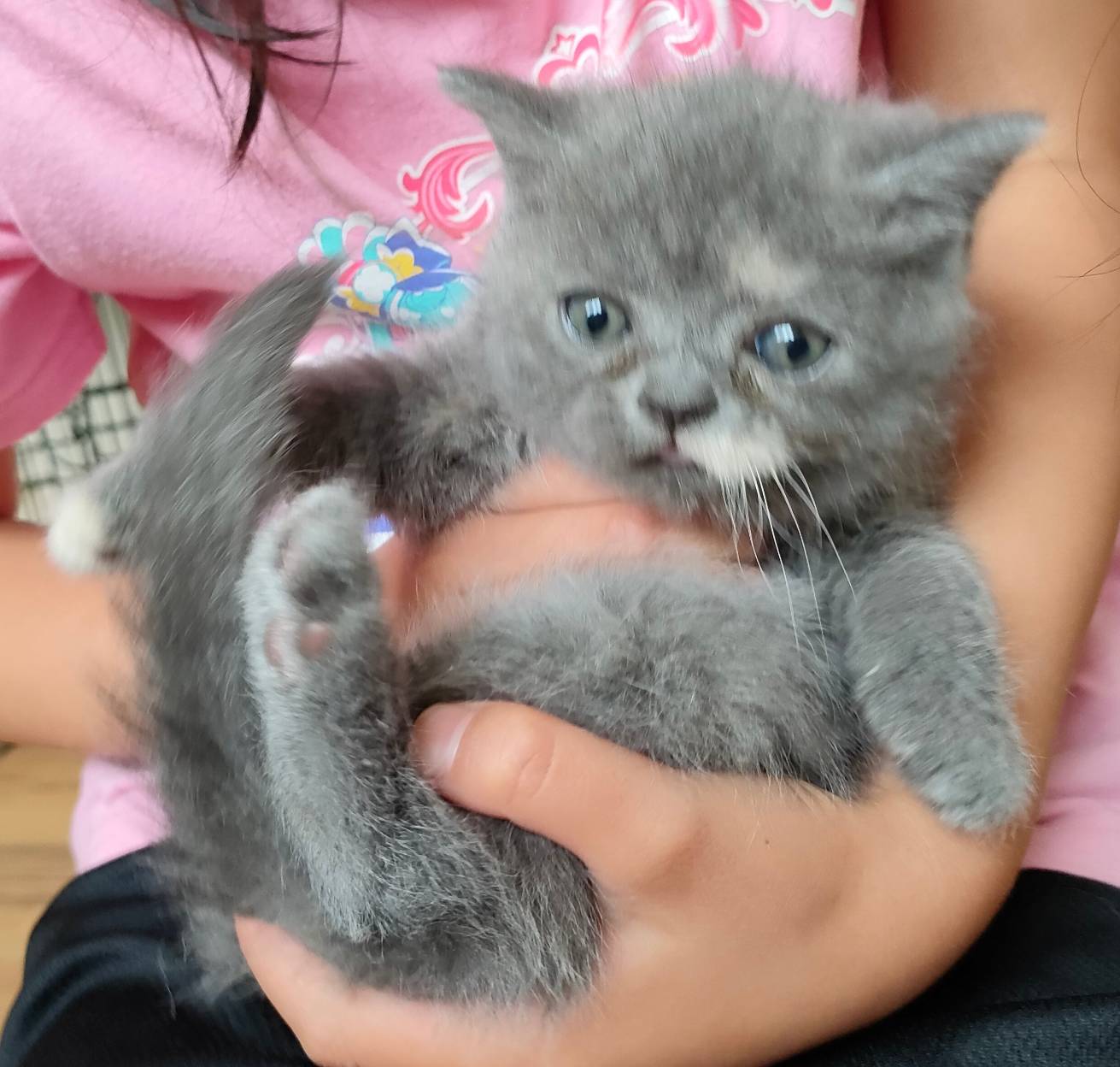 ブリティッシュショートヘア◇あんみつ