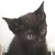 5月12日入所の黒の子猫の男の子1