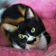 こわもてだけど本当は美人さんでおとなしい『おと』