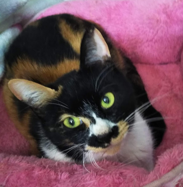 こわもてだけど本当は美人さんでおとなしい『おと』