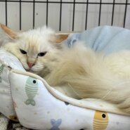 綺麗な長毛　笹かま猫☆シャーロット☆8ヶ月の女の子