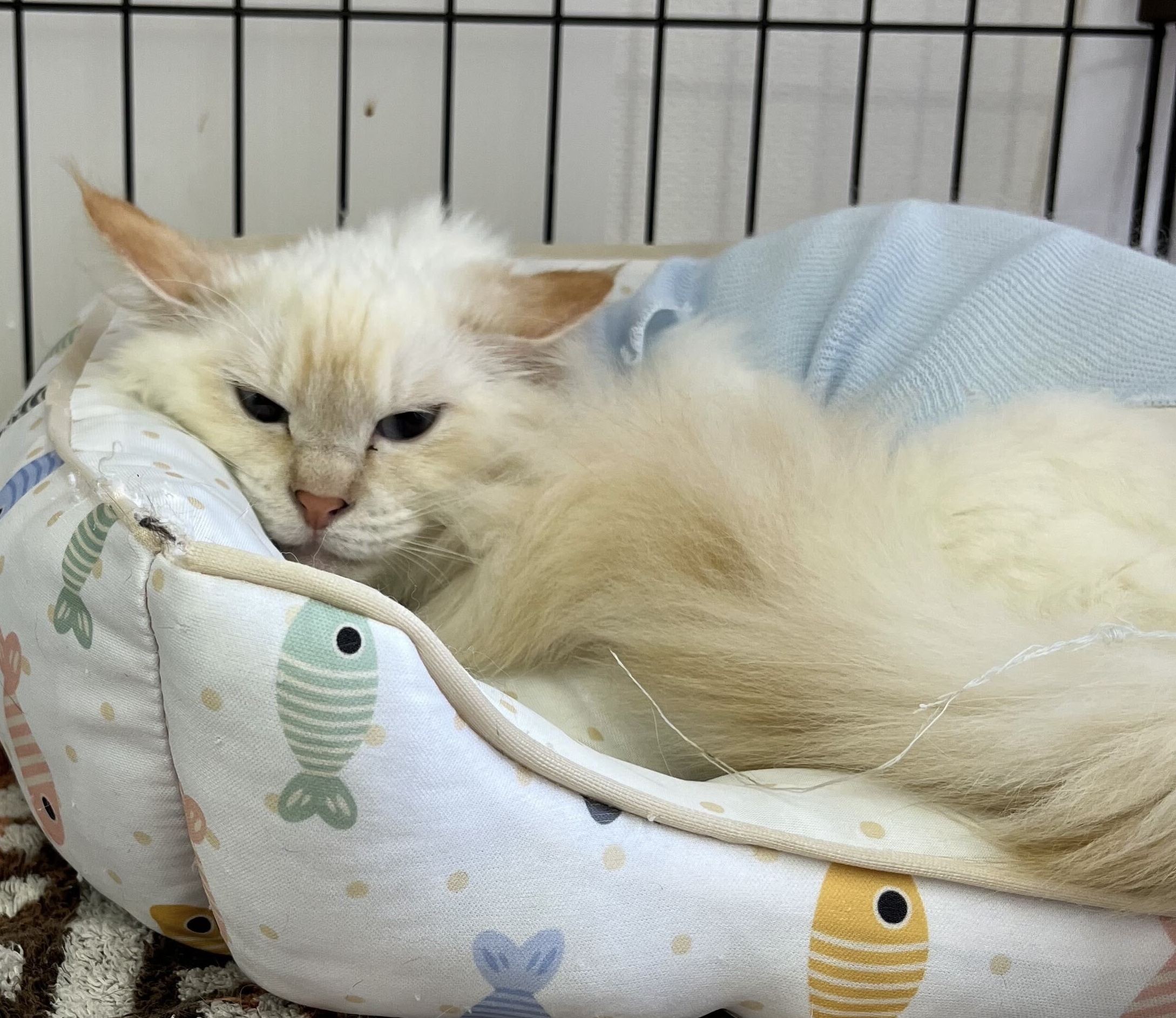 綺麗な長毛　笹かま猫☆シャーロット☆8ヶ月の女の子