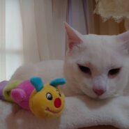 ずっしり⁑のっそり⁑長い尻尾の甘えん坊白猫(男の子)