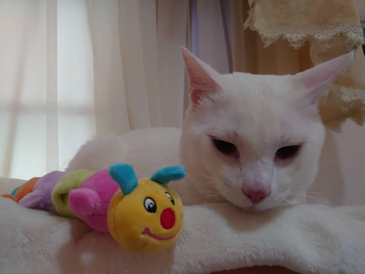 ずっしり⁑のっそり⁑長い尻尾の甘えん坊白猫(男の子)