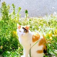 美人の三毛・ハチワレ姉妹です