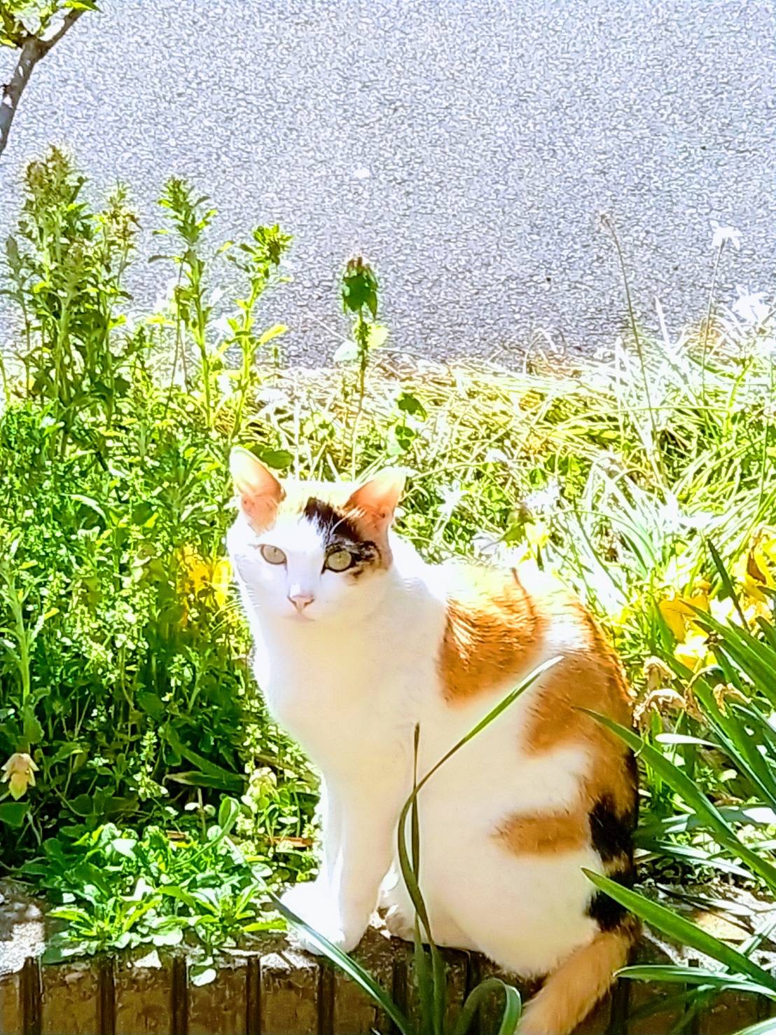 美人の三毛・ハチワレ姉妹です