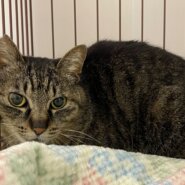 キジトラの女の子☆まんぞくちゃん☆人慣れ訓練中