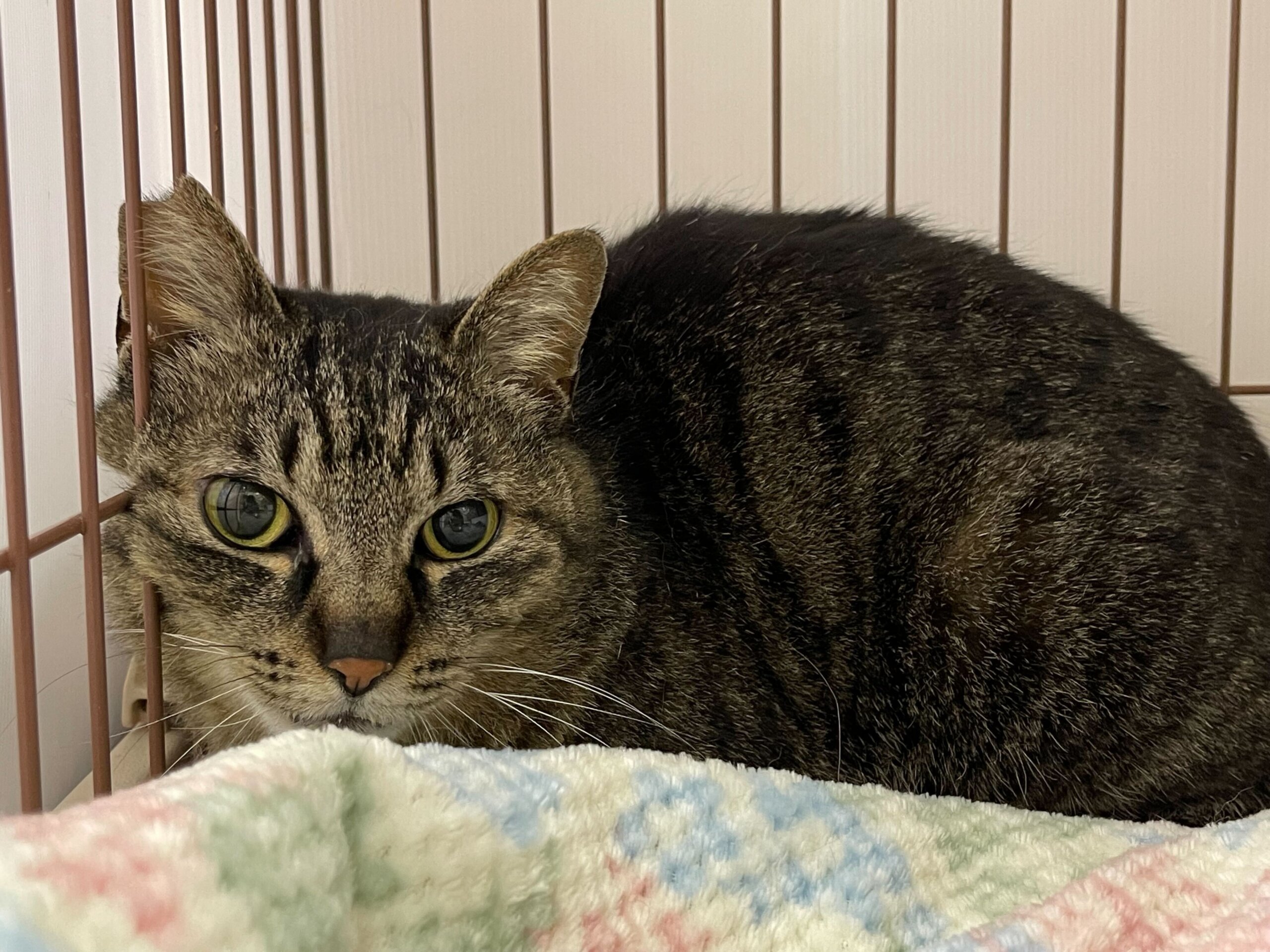 キジトラの女の子☆まんぞくちゃん☆人慣れ訓練中