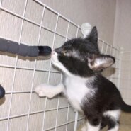 かわいがっていただける方よろしくお願いします。