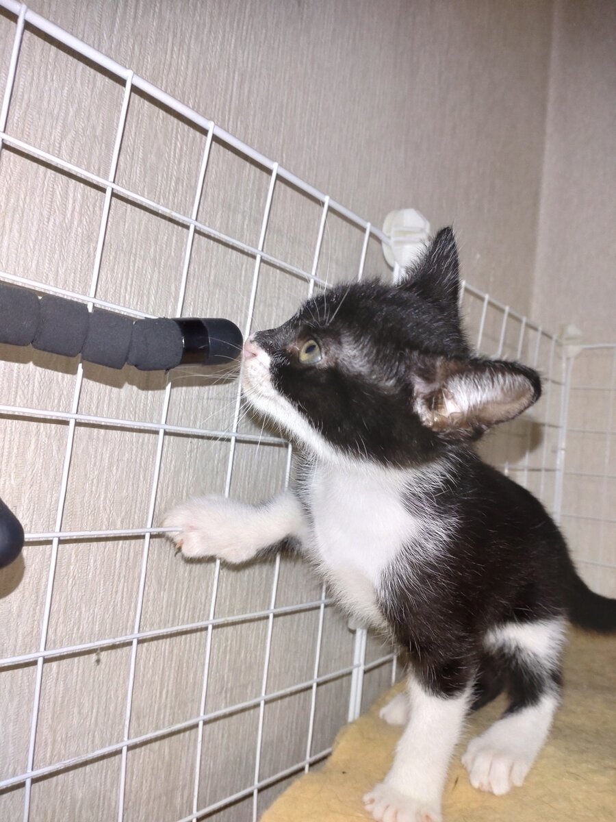 かわいがっていただける方よろしくお願いします。