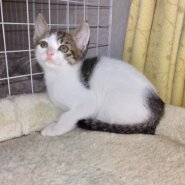 かわいがっていただける方よろしくお願いします。