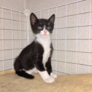 かわいがっていただける方よろしくお願いします。